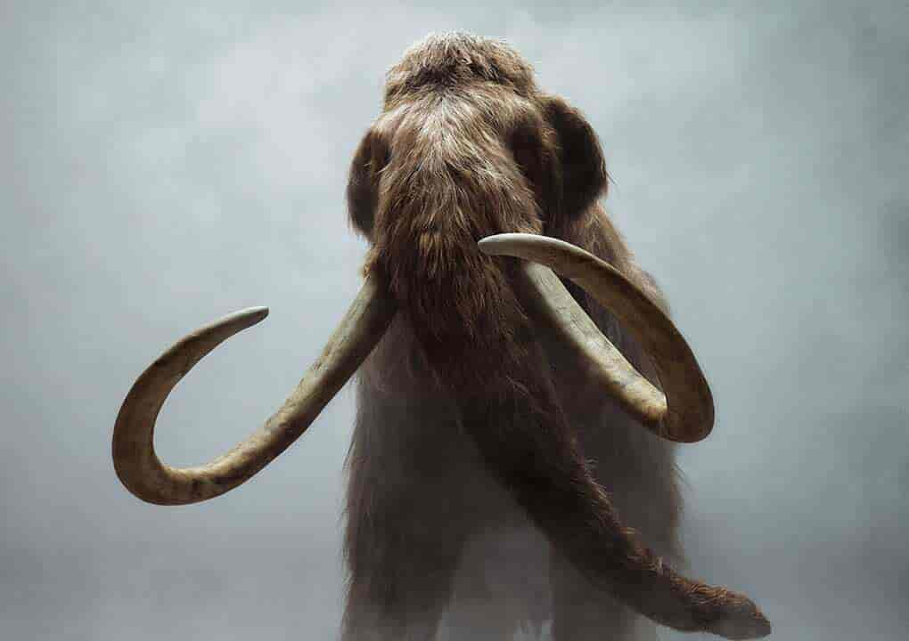Mammoth Fusion