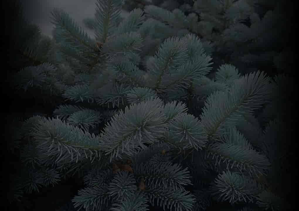 Spruce Pine Cone