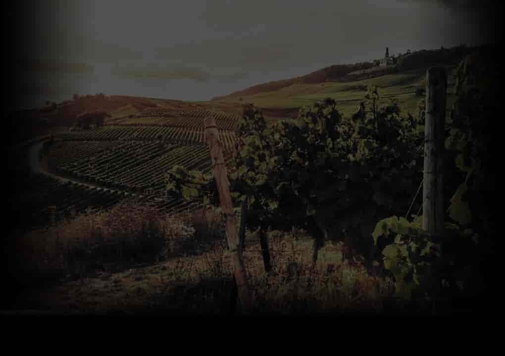Eyrie Vineyard pinot vine